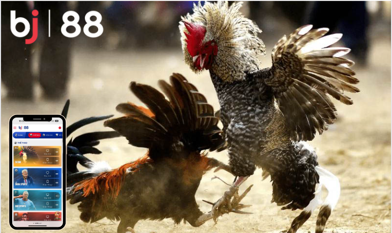 Các kinh nghiệm cá cược đá gà tại BJ88 và giải đáp thắc mắc 2 word image 1542 2