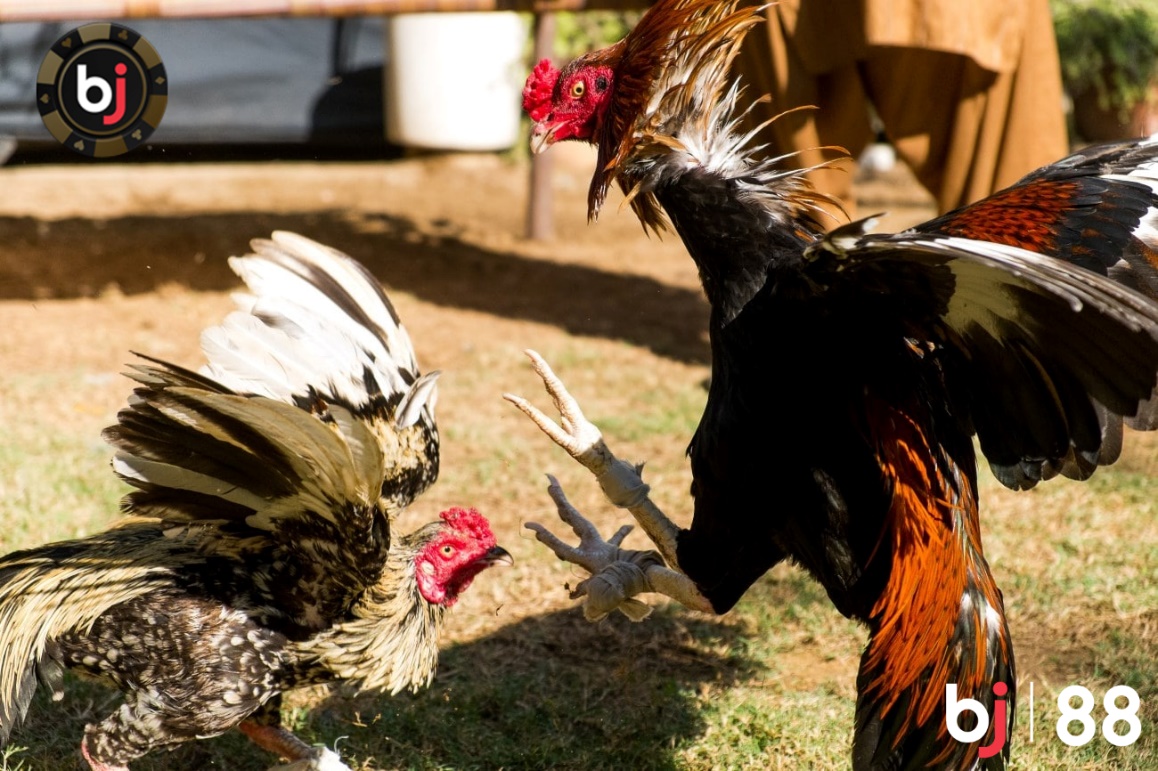 Các kinh nghiệm cá cược đá gà tại BJ88 và giải đáp thắc mắc 5 word image 1542 5