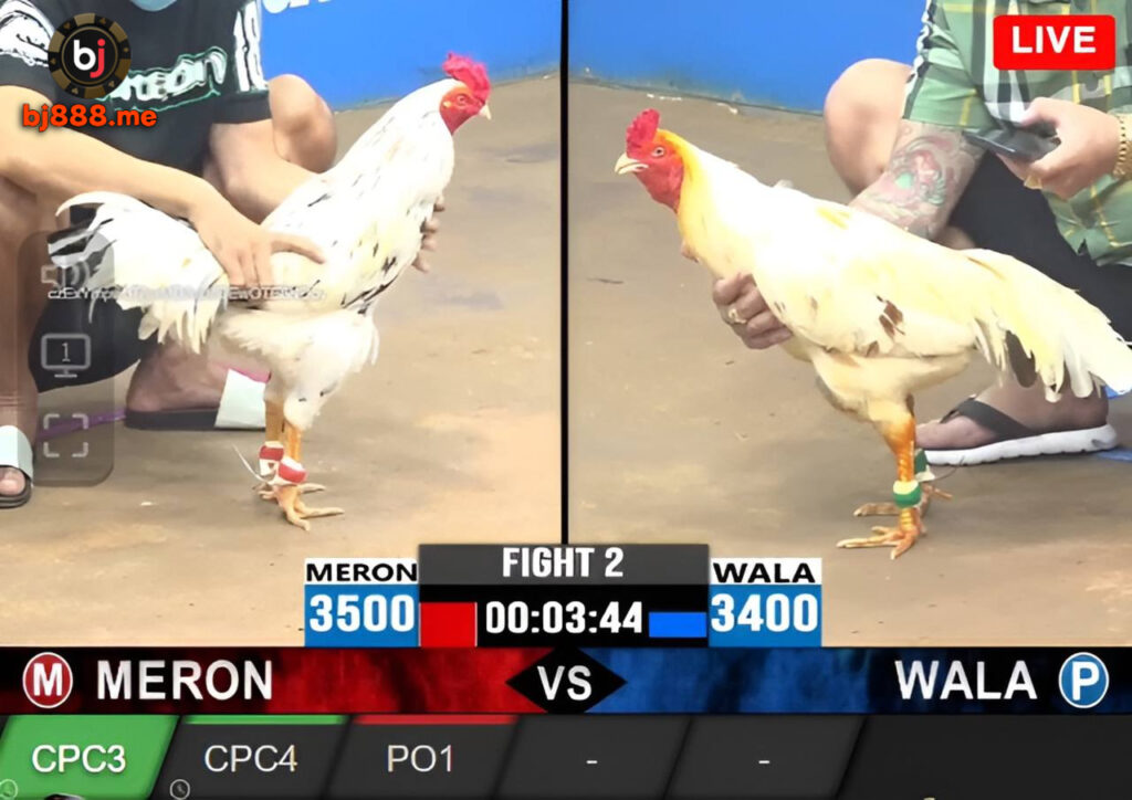 đá gà bj88