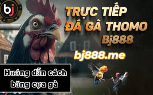 đá gà thomo