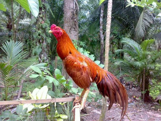 NGHỆ THUẬT PHÂN LOẠI GÀ ĐÁ - Bí quyết lựa chọn dựa trên màu sắc đặc trưng 5 đá gà thomo