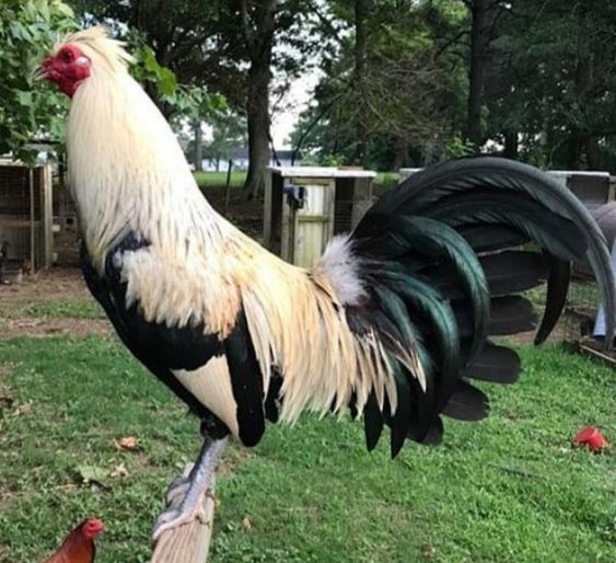 NGHỆ THUẬT PHÂN LOẠI GÀ ĐÁ - Bí quyết lựa chọn dựa trên màu sắc đặc trưng 3 đá gà thomo