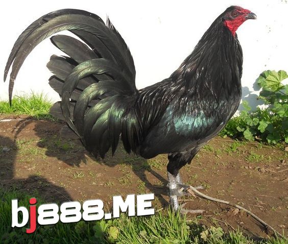 NGHỆ THUẬT PHÂN LOẠI GÀ ĐÁ - Bí quyết lựa chọn dựa trên màu sắc đặc trưng 1 đá gà thomo