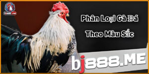 Untitled Project 2024 01 22T103223.305