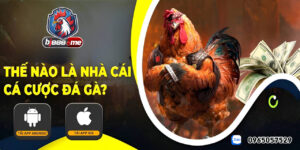 đá gà trực tiếp