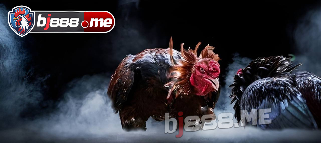 BJ88 KHÁM PHÁ TÍNH NĂNG ĐỘC ĐÁO TẠI NHÀ CÁI ĐÁ GÀ THOMO 2 đá gà thomo