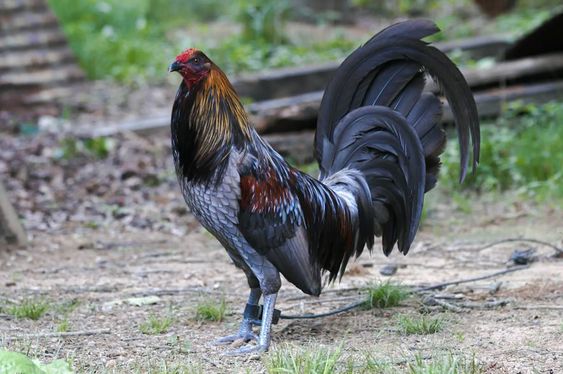 NGHỆ THUẬT PHÂN LOẠI GÀ ĐÁ - Bí quyết lựa chọn dựa trên màu sắc đặc trưng 2 đá gà thomo