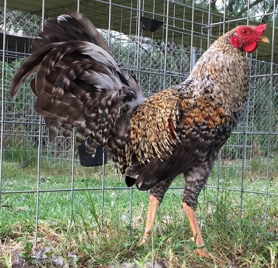 NGHỆ THUẬT PHÂN LOẠI GÀ ĐÁ - Bí quyết lựa chọn dựa trên màu sắc đặc trưng 8 đá gà thomo