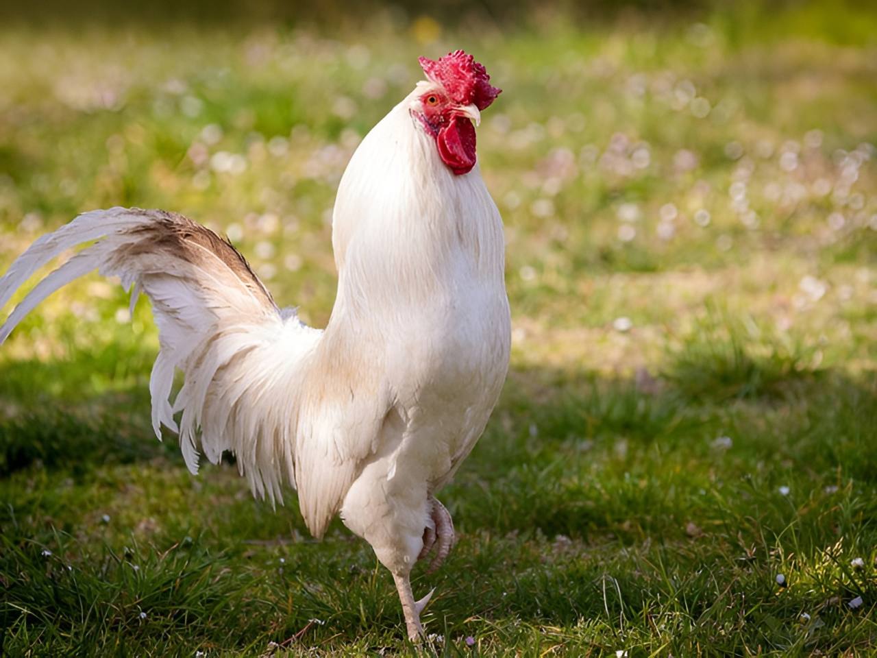 NGHỆ THUẬT PHÂN LOẠI GÀ ĐÁ - Bí quyết lựa chọn dựa trên màu sắc đặc trưng 7 đá gà thomo