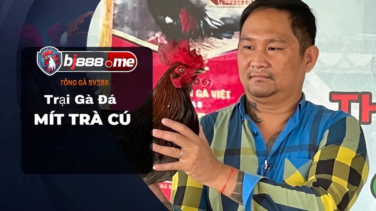 Trại Gà đá Mít Trà Cú 