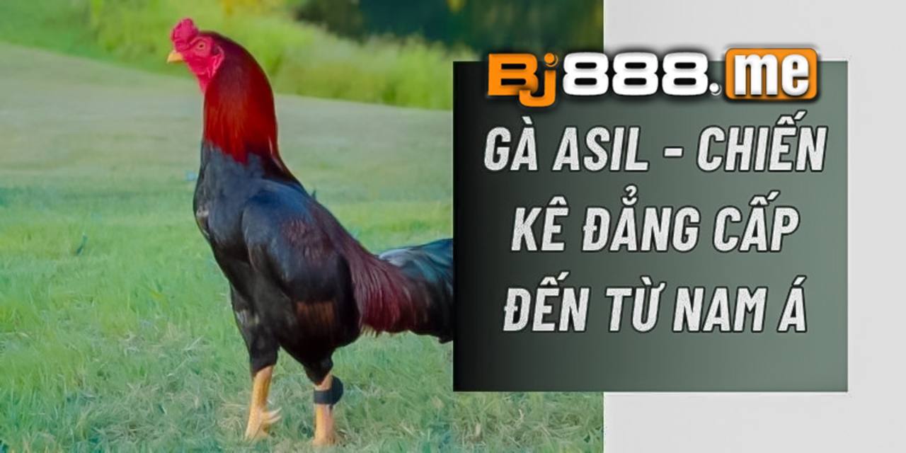 Gà Asil Bí Mật Của Giống Gà Đá Được Ưa Chuộng Nhất Hiện Nay 1 gà asil