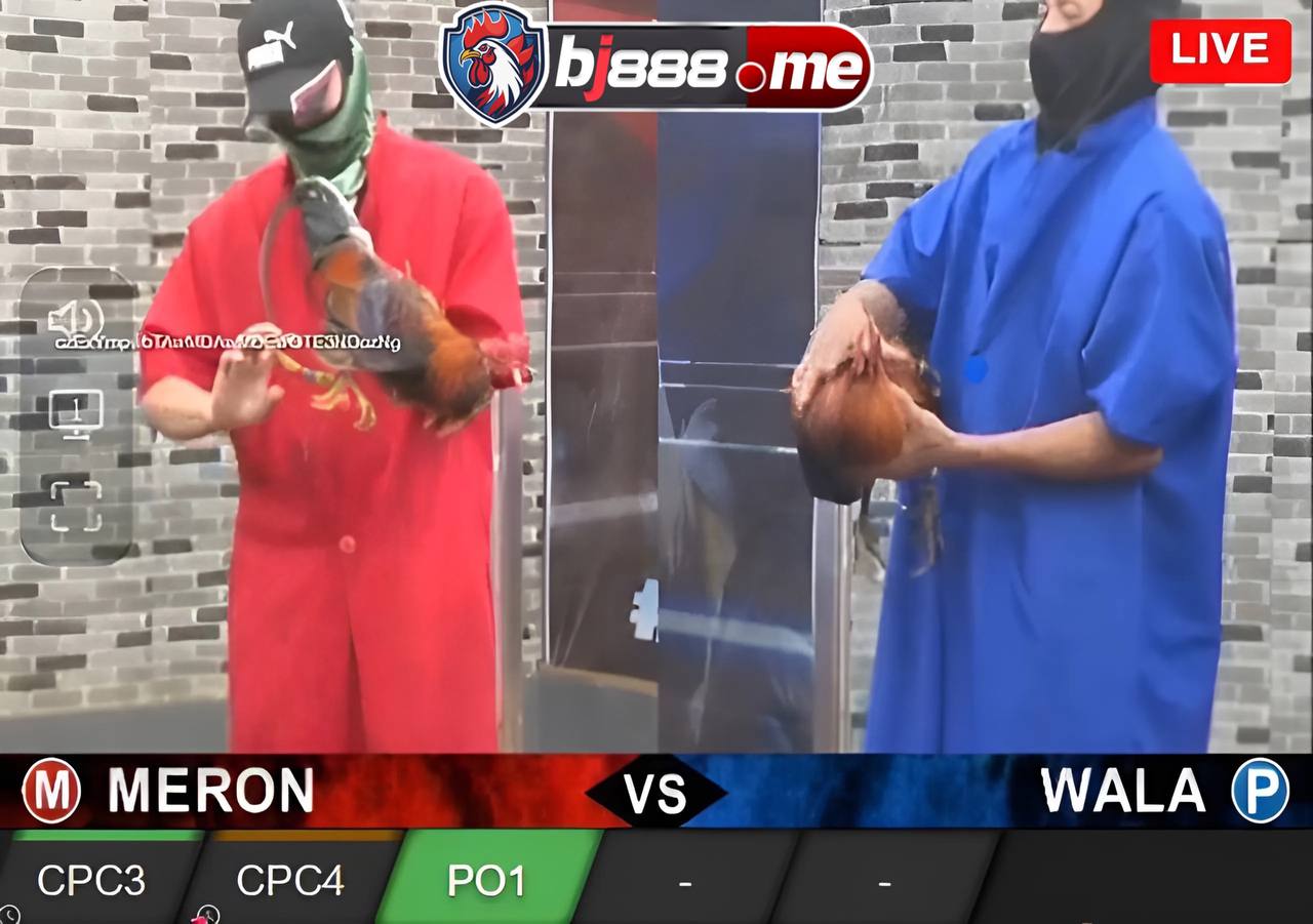 Đá Gà Cựa Dao Trực Tiếp, Giải Mã Sức Hấp Dẫn Và Kinh Nghiệm Tham Gia 2 đá gà cựa dao