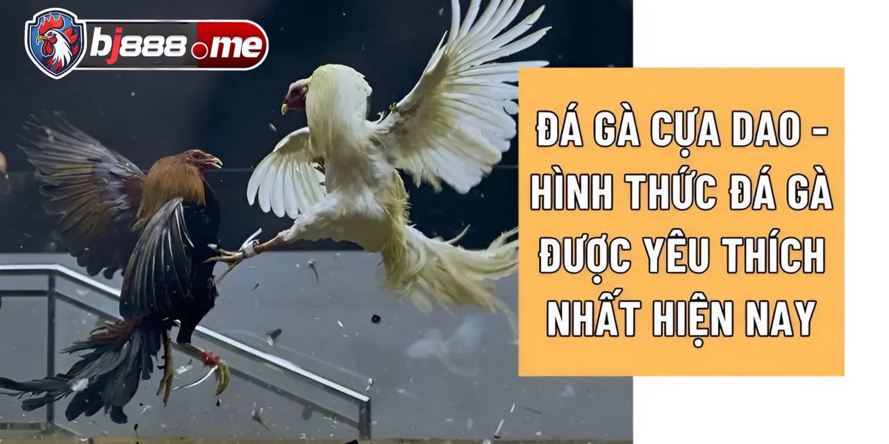 Đá Gà Cựa Dao Trực Tiếp, Giải Mã Sức Hấp Dẫn Và Kinh Nghiệm Tham Gia 1 đá gà cựa dao