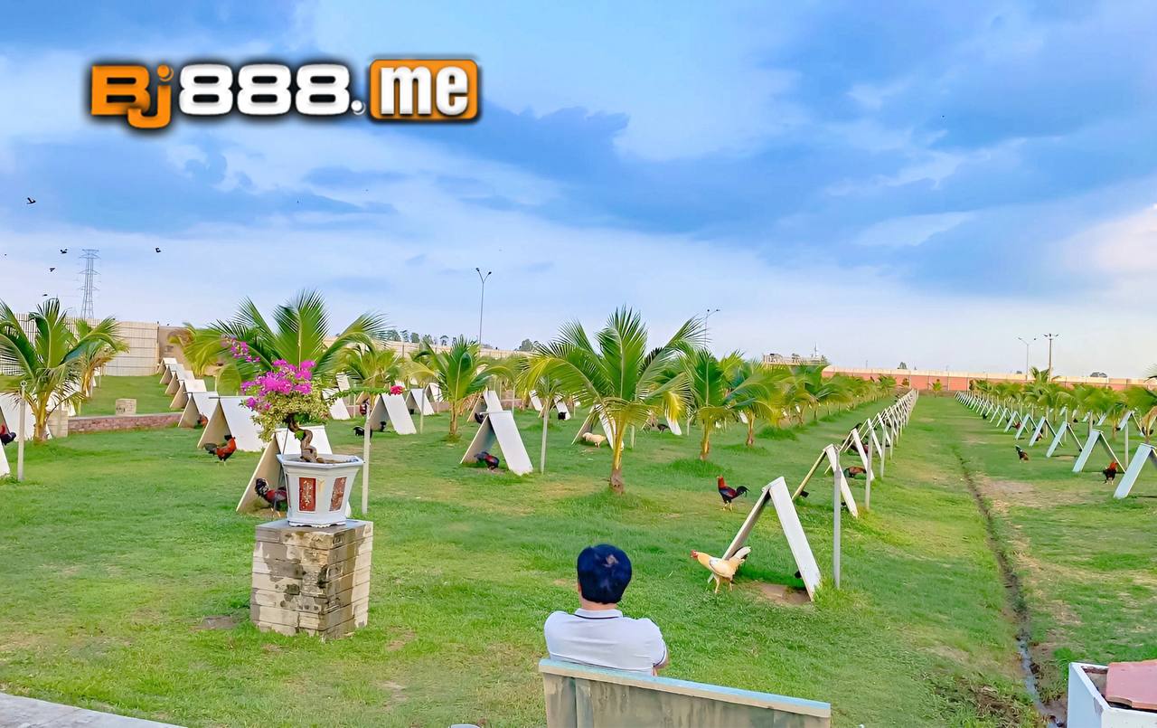 Hiển Long Xuyên Tiểu Sử Và Trại Gà Nổi Tiếng Của Ông 2 hiển long xuyên