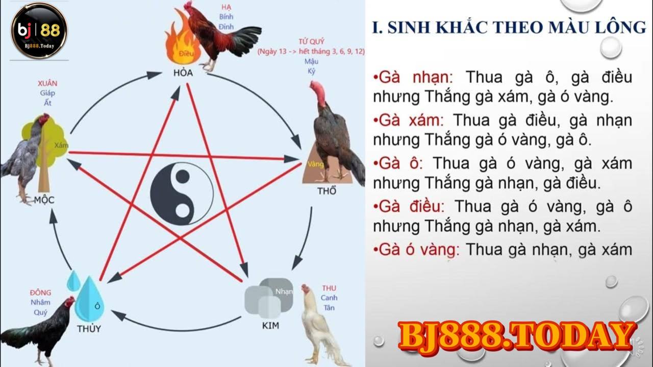Bí Quyết Chọn Màu Mạng Cho Gà Chọi, Làm Thế Nào Để Đạt Ưu Thế? 1 màu mạng gà chọi