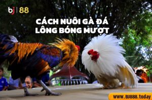 cách nuôi gà đá lông bóng mượt