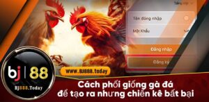 cách phối giống gà đá bj88