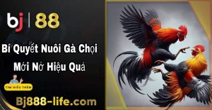 Bí quyết nuôi gà chọi mới nở