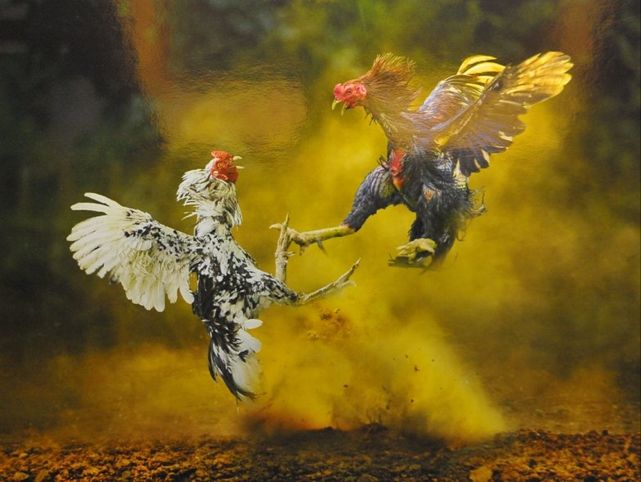 Chơi đá gà mỹ dễ hay khó 