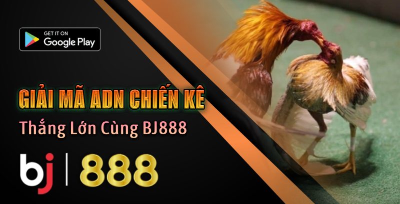 Chọn Kèo Đá Gà 2025: Thắng Lớn Cùng BJ888 2 Giải mã chiến kê - Nền Tảng Của Mọi Kèo Cược