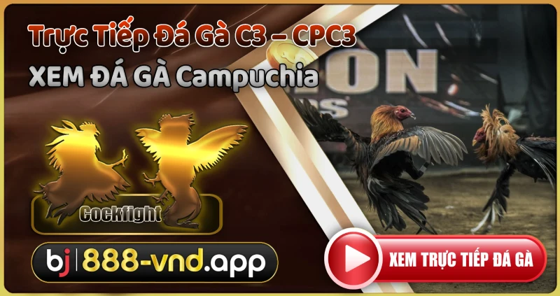 Đá Gà C3 Mọi Lúc Mọi Nơi Với BJ888