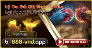Đá Gà Trực Tuyến Lại Được Ưa Chuộng