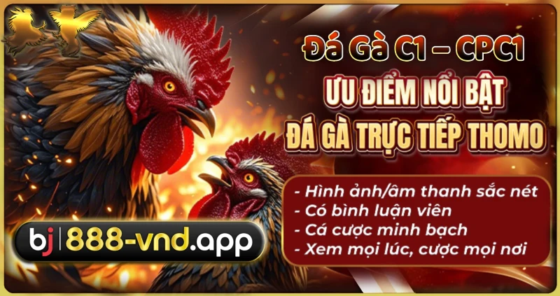 Đá gà CPC1 - Trường gà thomo trực tiếp tại BJ888