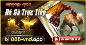 Đá gà trực tiếp thomo hôm nay